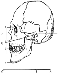 Пропорции черепа